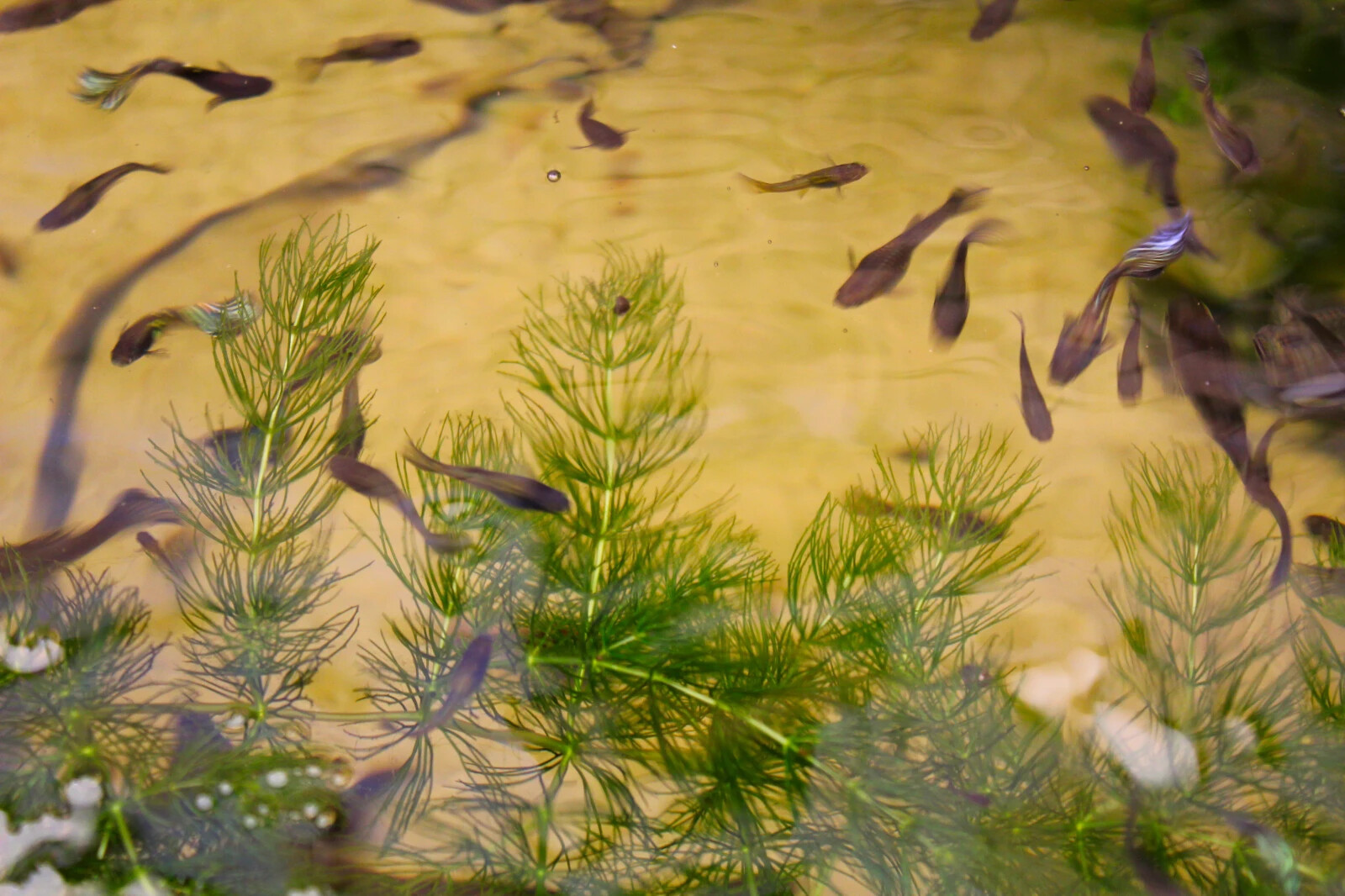 3+ Hornwort Live Aquarium Plants