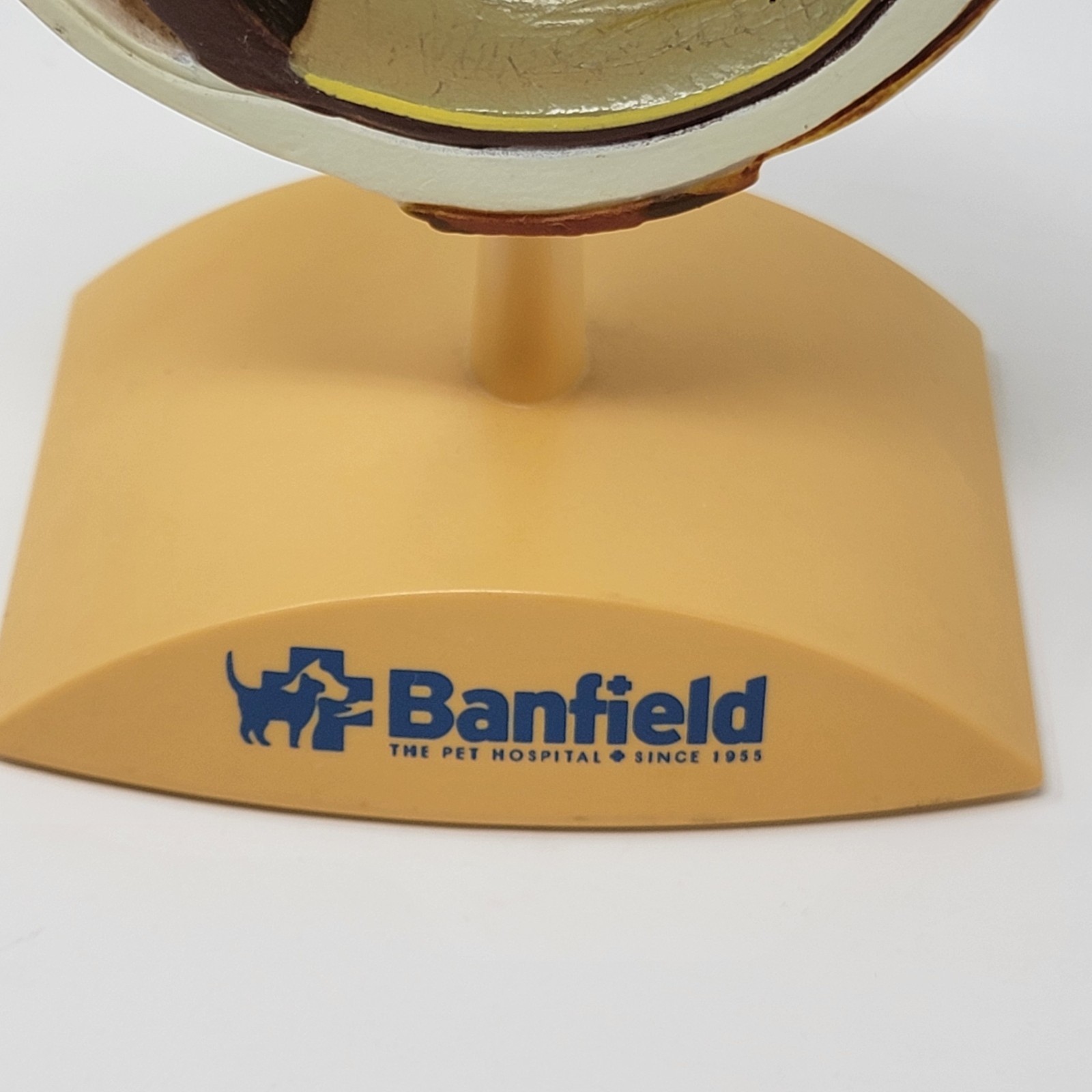 Banfield Veterinary Plastic Anatomical Model for Education - Canine Eye