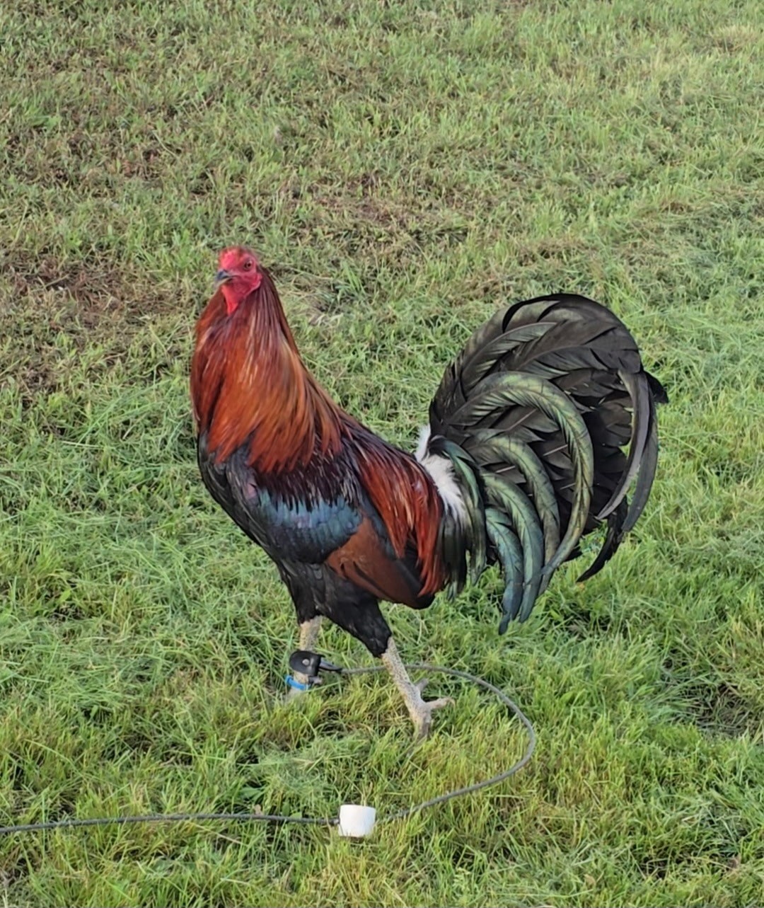 (Variety) 12+2 Chicken Hatching Eggs