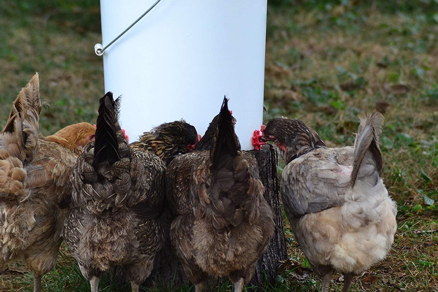 Customizable Poultry Watering System - 6 Horizontal Nipples & Installation Tool