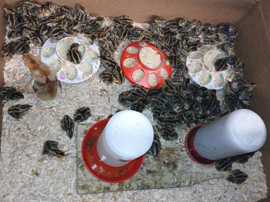 60 + Fertile Jumbo Coturnix Quail Hatching Eggs. FREE SHIPPING