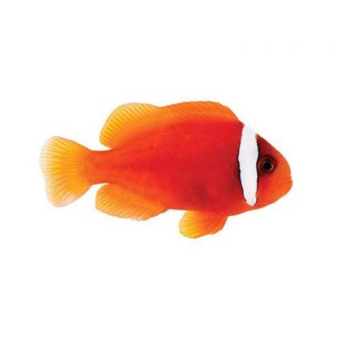Captive-Bred Tomato Clownfish (Amphiprion frenatus) PAIR - ORA
