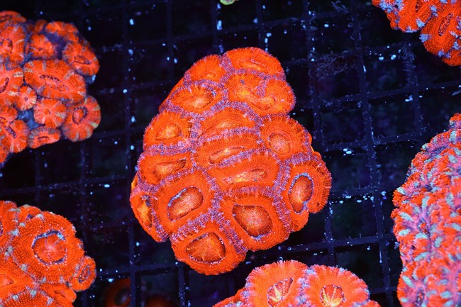 Orange Acan Coral Colony WYSIWYG - SAQ Coral Farm
