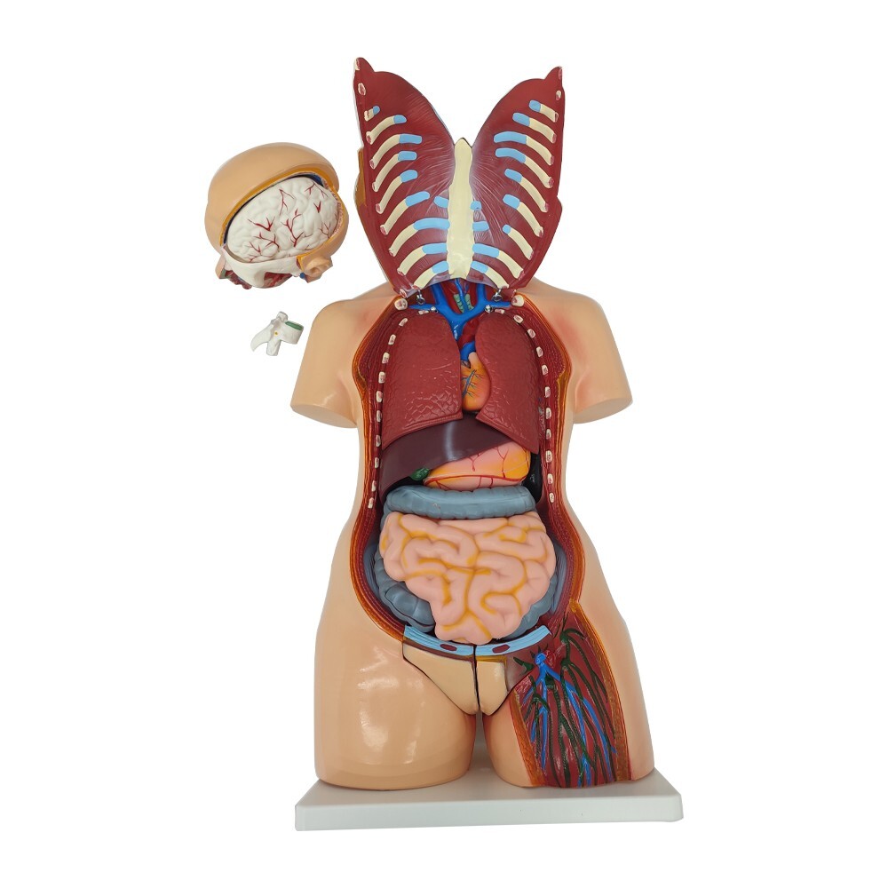 25 Pieces Replaceable For Men and Women Human Torso Model Detachable PVC