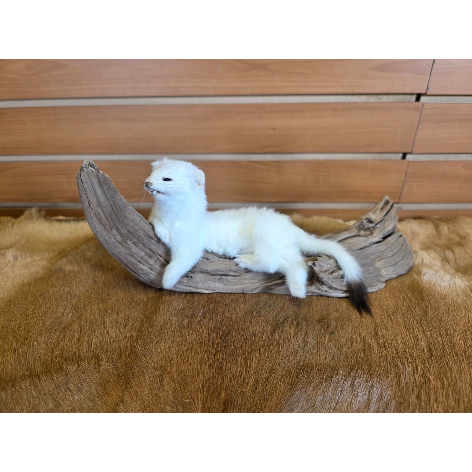 FHCK85 - Beautiful Adorable Weasel Ermine Small Animal Taxidermy