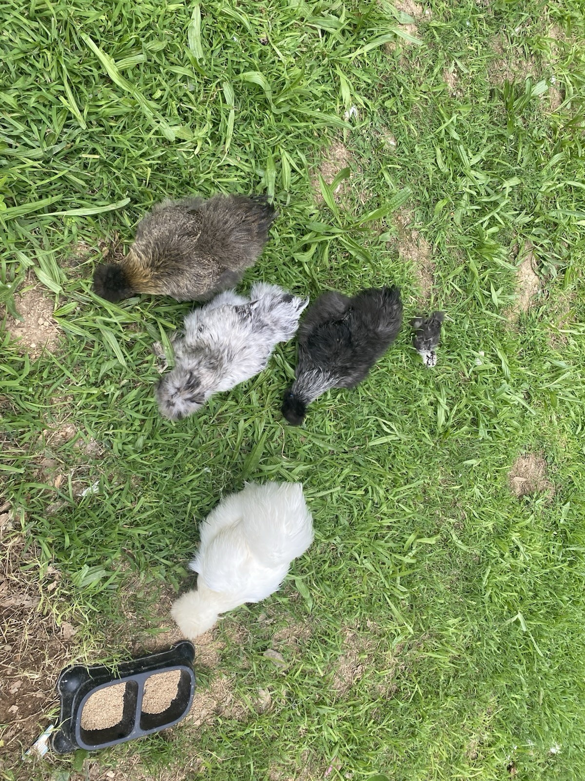 24 Bearded Silkie Hatching Eggs