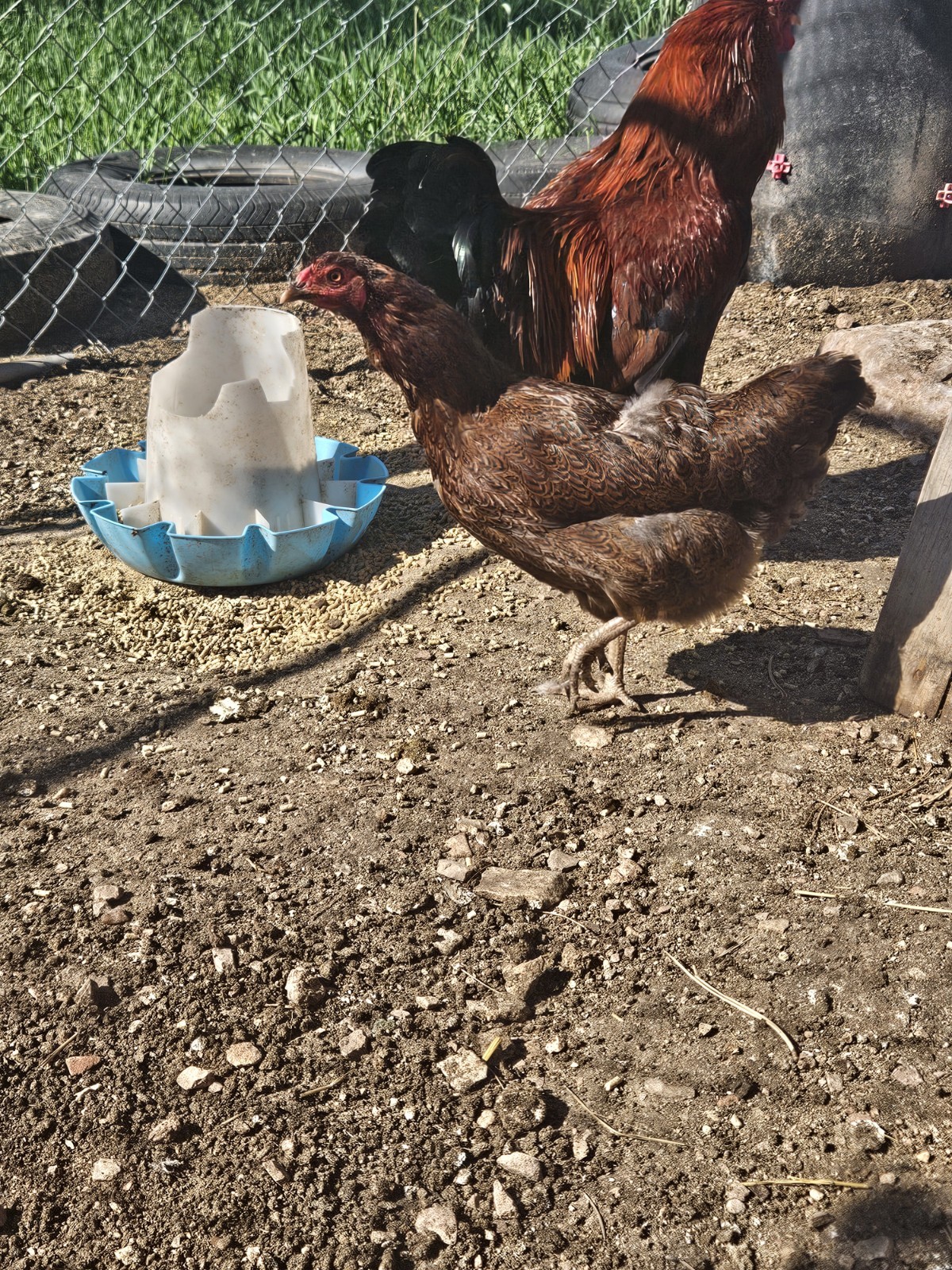 12 + Partridge Chantecler Chicken Hatching Eggs