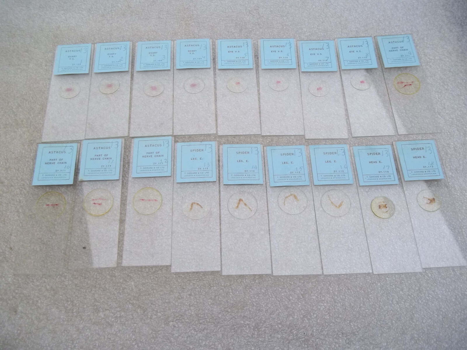 Vintage Glass Microscope Slides -