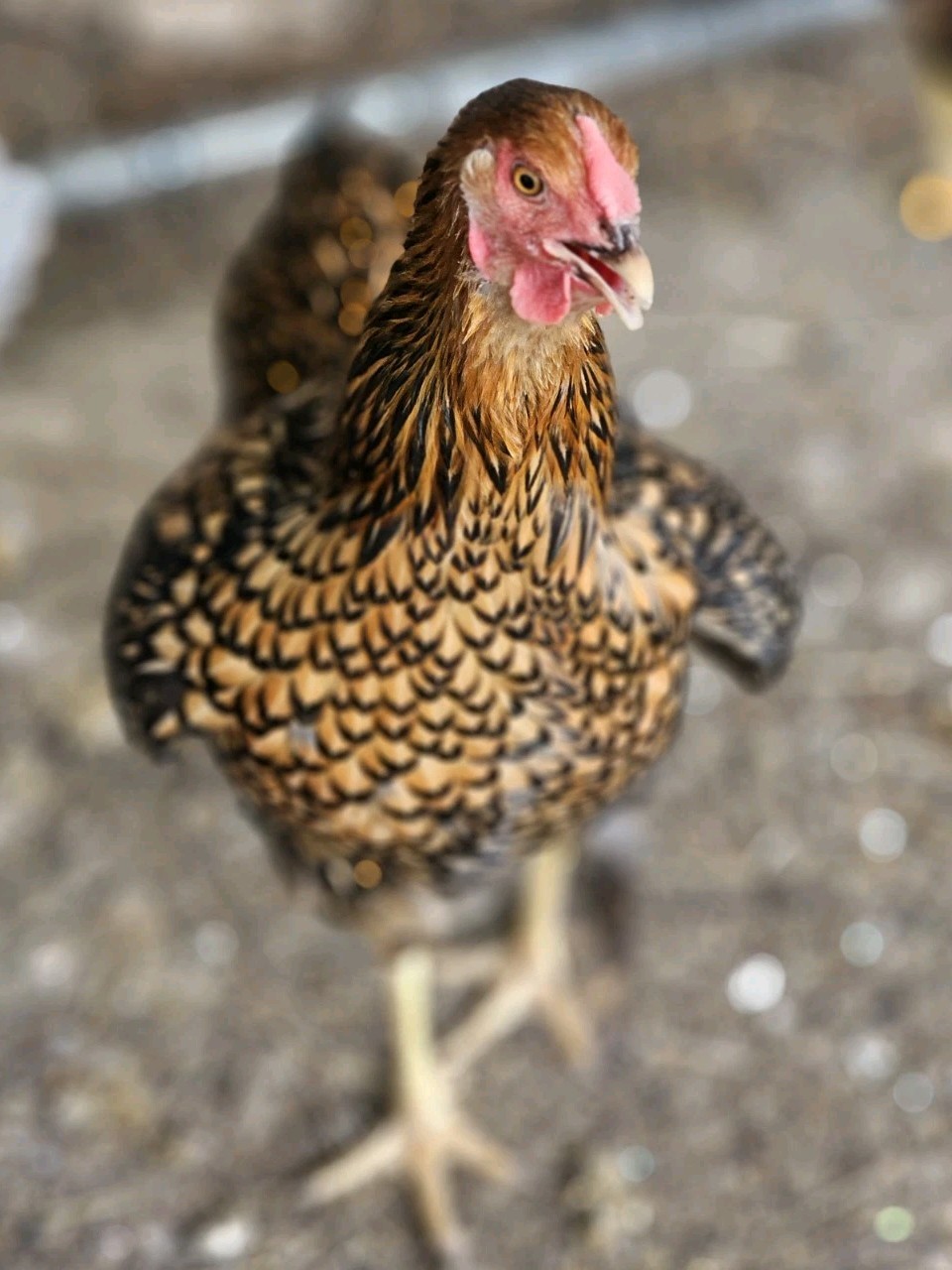 Vaux Fields Poultry Farm - 12 Assorted *Mystery* Hatching Eggs!