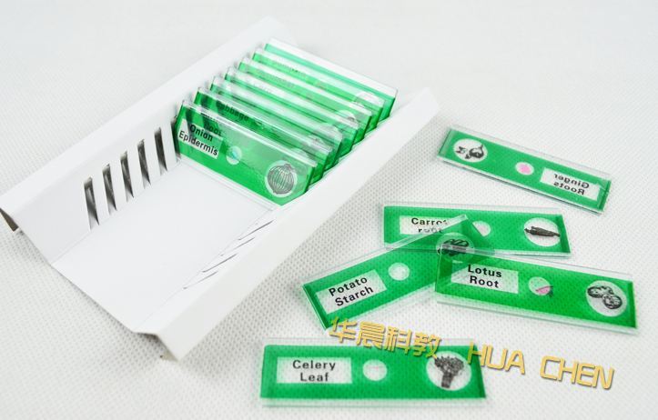 12PCS roots, stems Prepared Microscope Slides of Plants