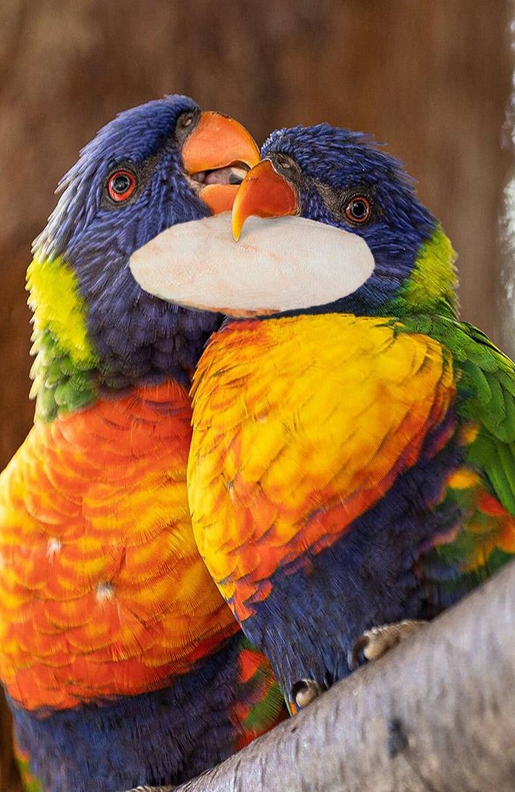 Cuttlefish Fish Bone Parrots Birds Reptiles Foods, 1 Pkg
