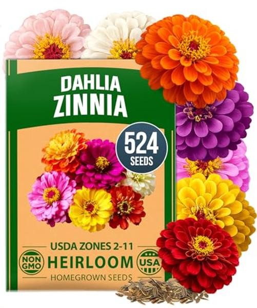 Zinnia Dahlia Seeds Pack for 2026 Non GMO 524 Flower Seeds | Vibrant Zinnia
