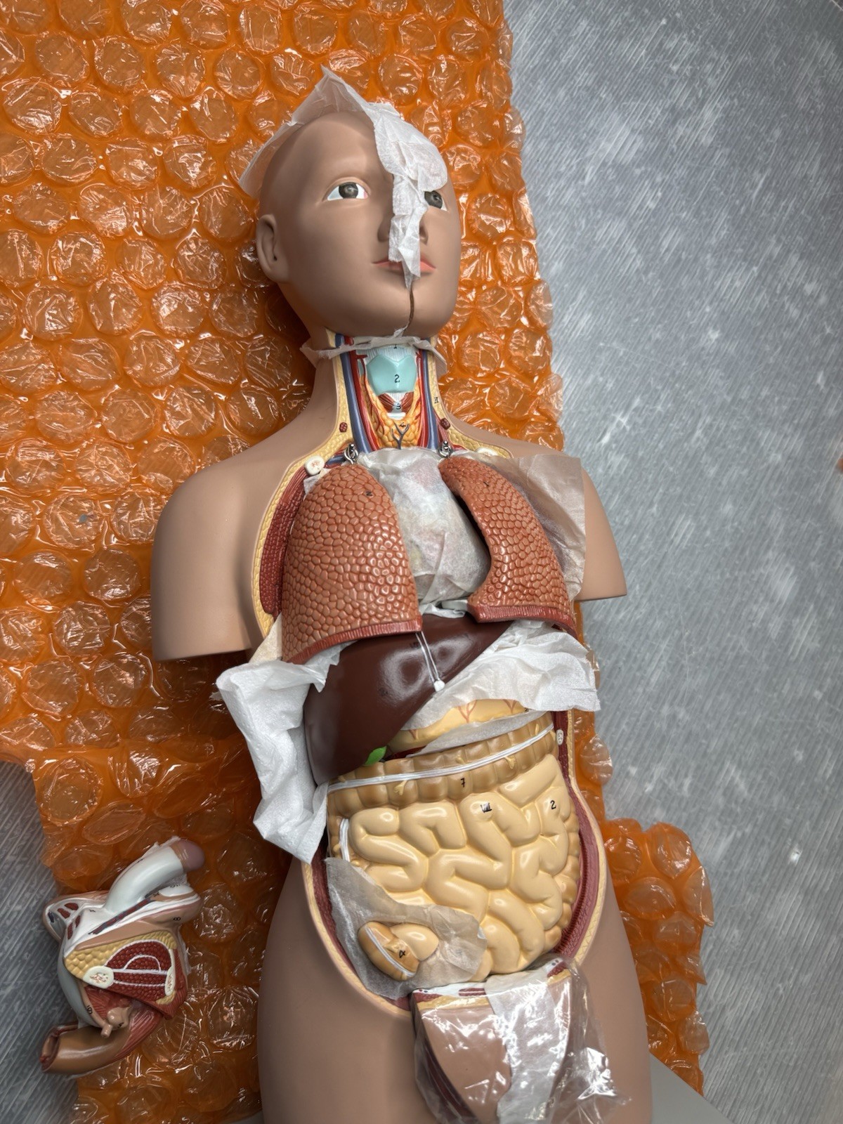 Altay Scientific Dual Sex 16 part Human Mini-Torso Anatomical Model caucasian
