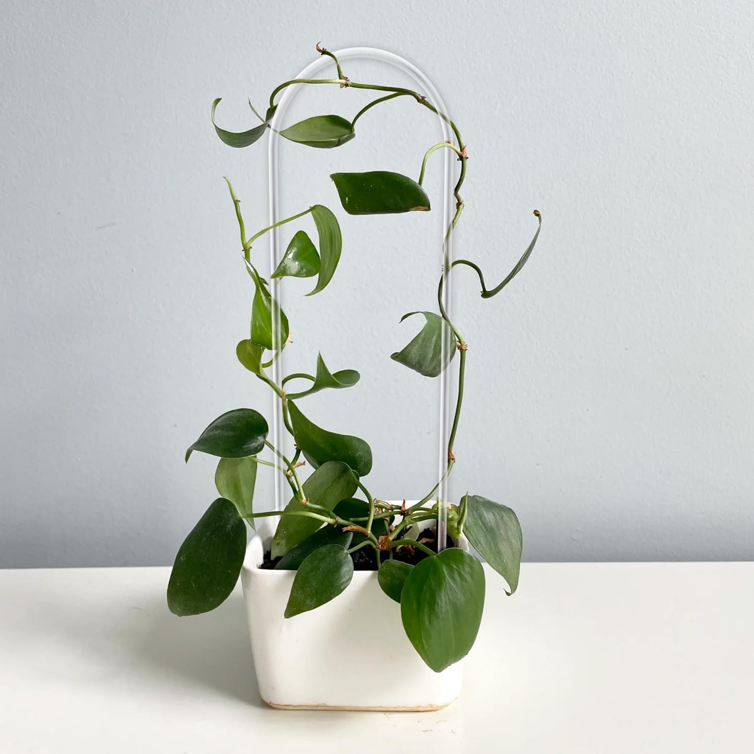 JETTIFY 2 Pack U-Shaped Clear Acrylic Trellis for Indoor Plants, Small Medium