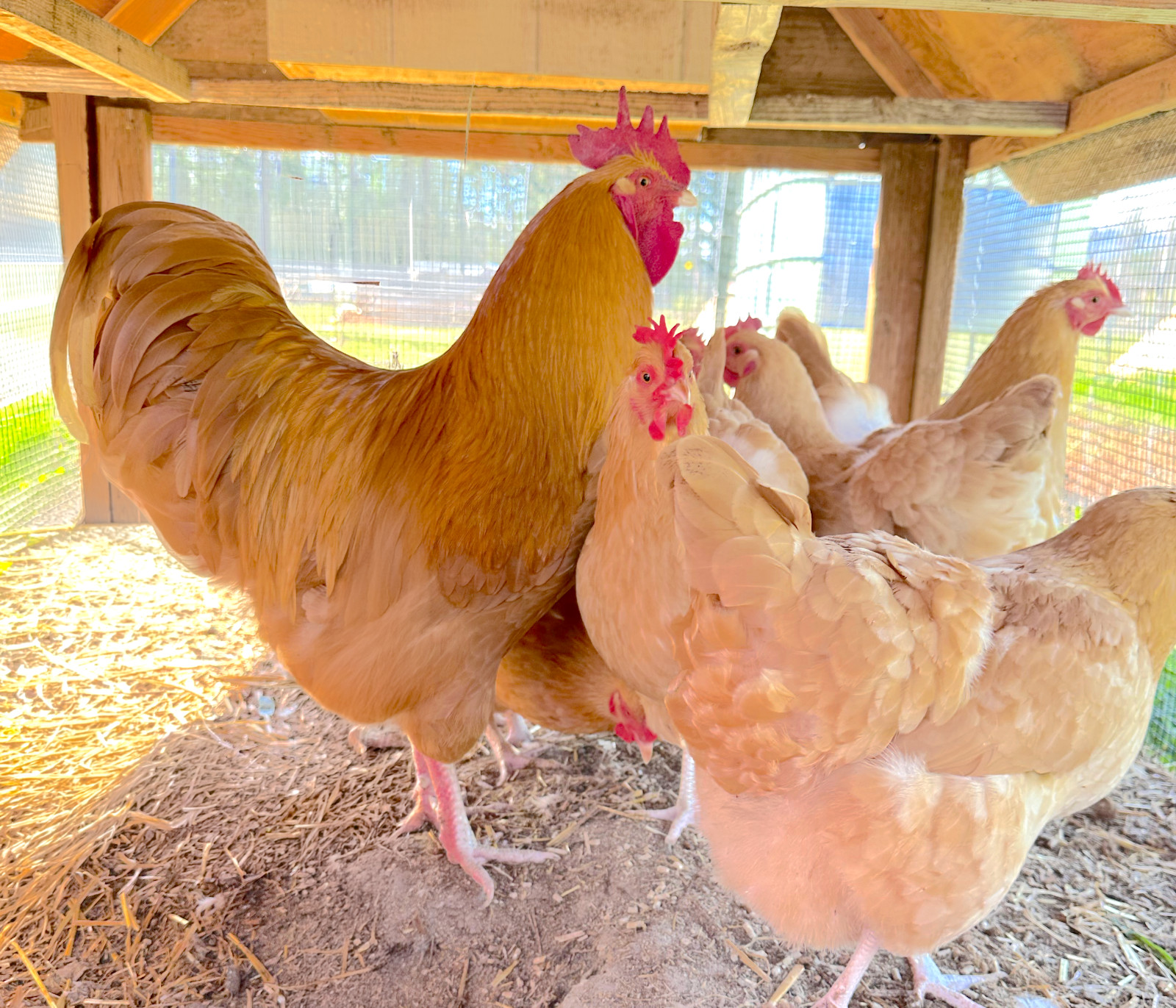 12 Buff Orpington Hatching Eggs - Make Offer!