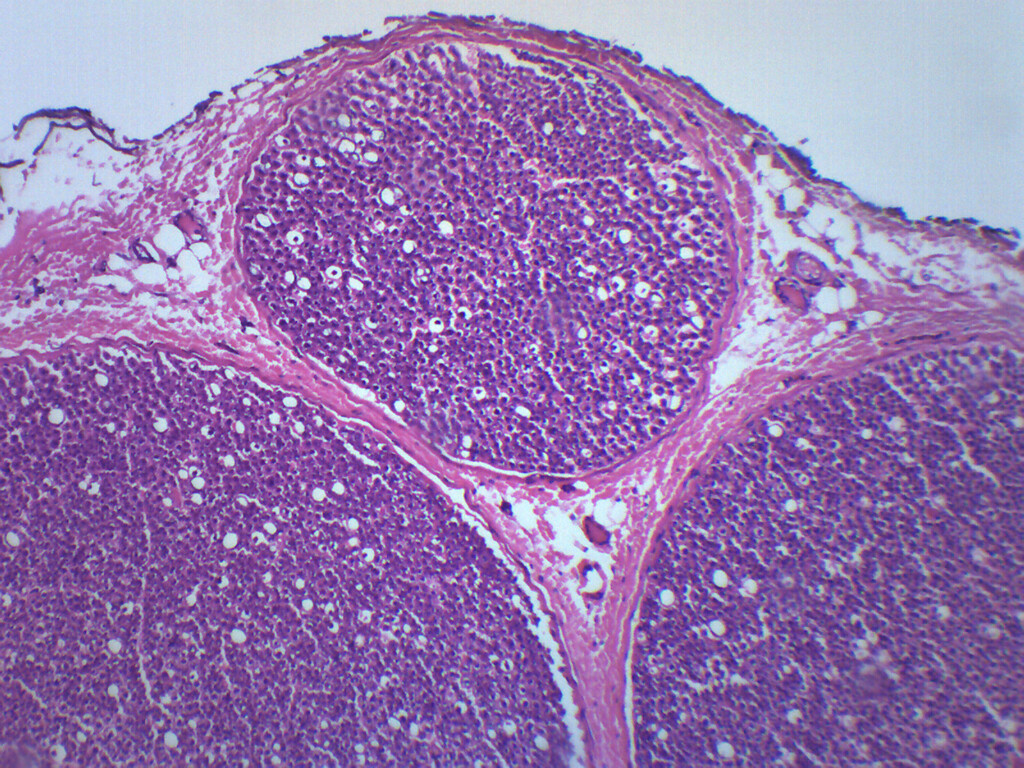 Peripheral Nerve - Prepared Microscope Slide - 75x25mm - Eisco Labs