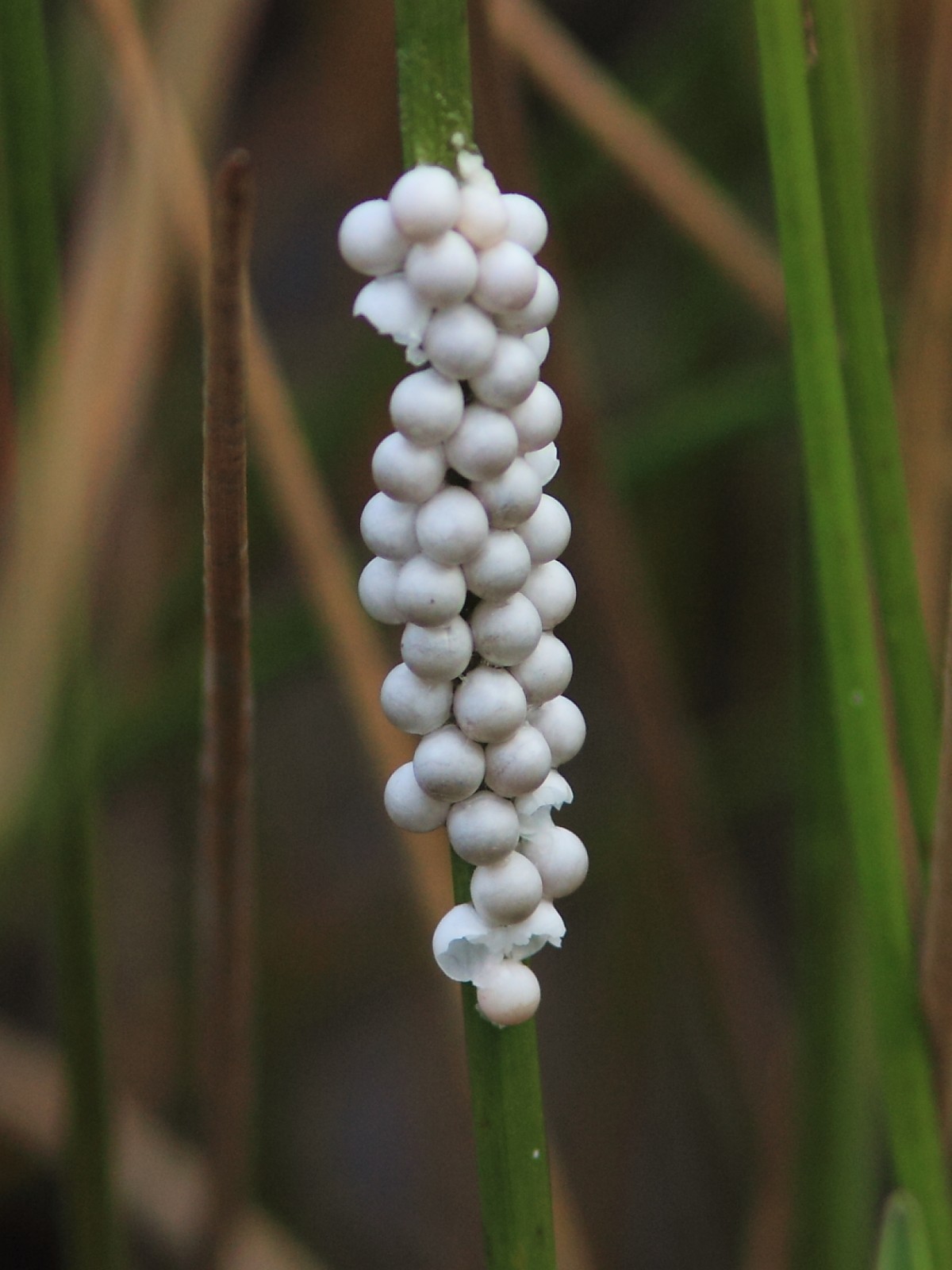 Florida Apple Snail Eggs (Pomacea paludosa)