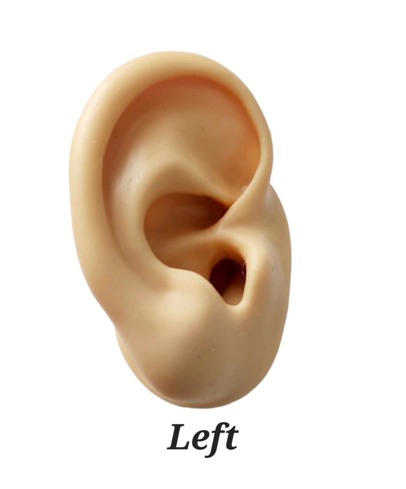 Ear Model , Soft Silicone, Jewelry Studs Display