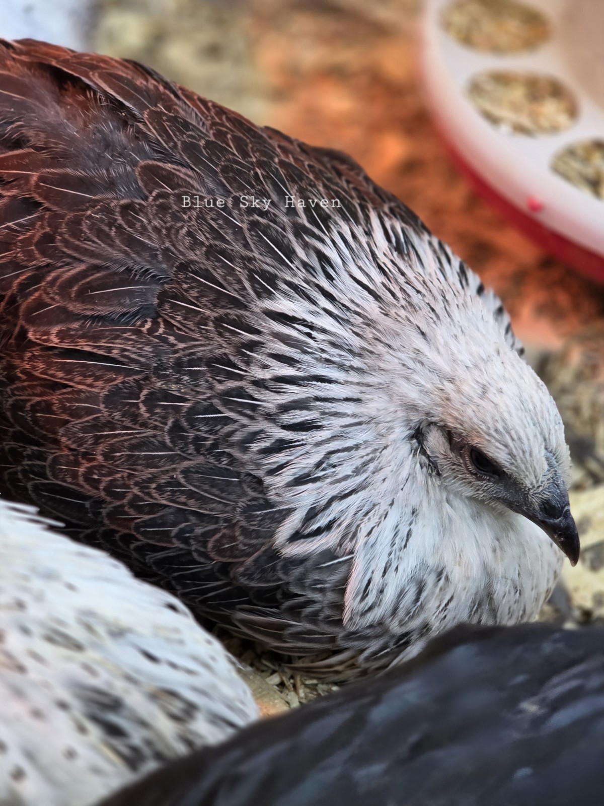 🔥RARE 12+ Hmong Hatching Eggs🔥 Original Laos Import - Pure Lines - NPIP AI