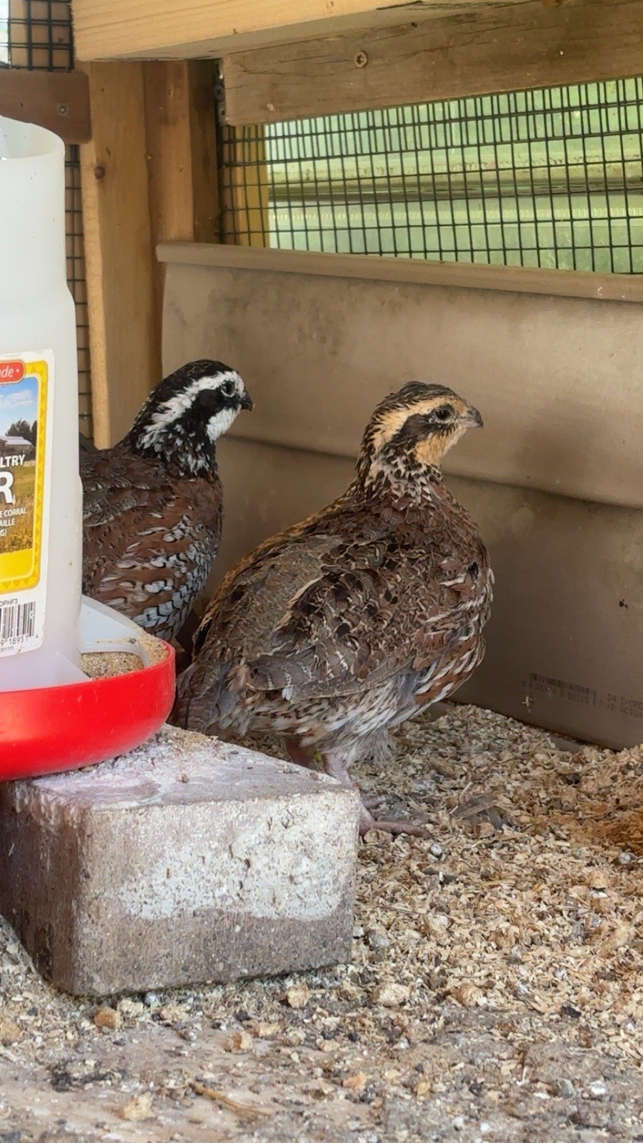 6+ Mixed Bobwhite Hatching Eggs