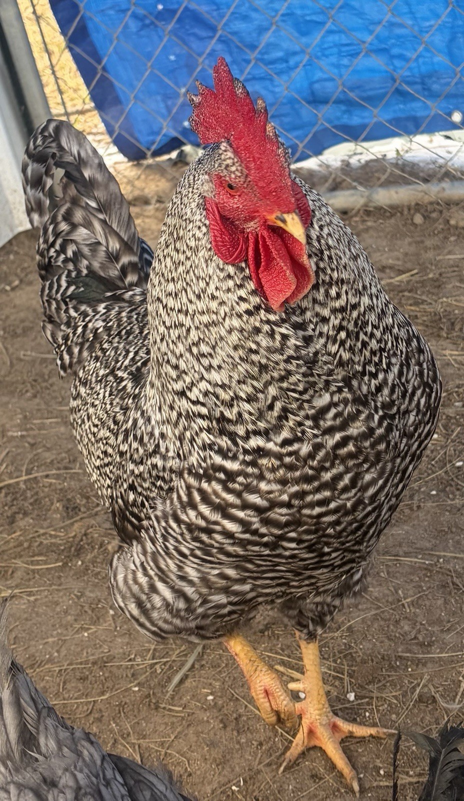 12+ Barnyard Mix Hatching Eggs