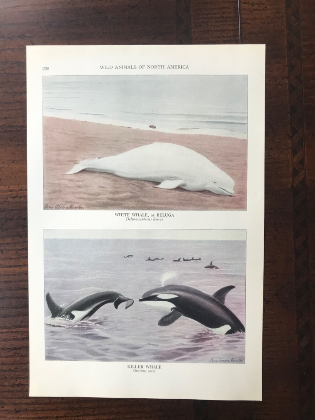 1930 vintage original Magazine Illustration Animals Of N. America Killer Whale