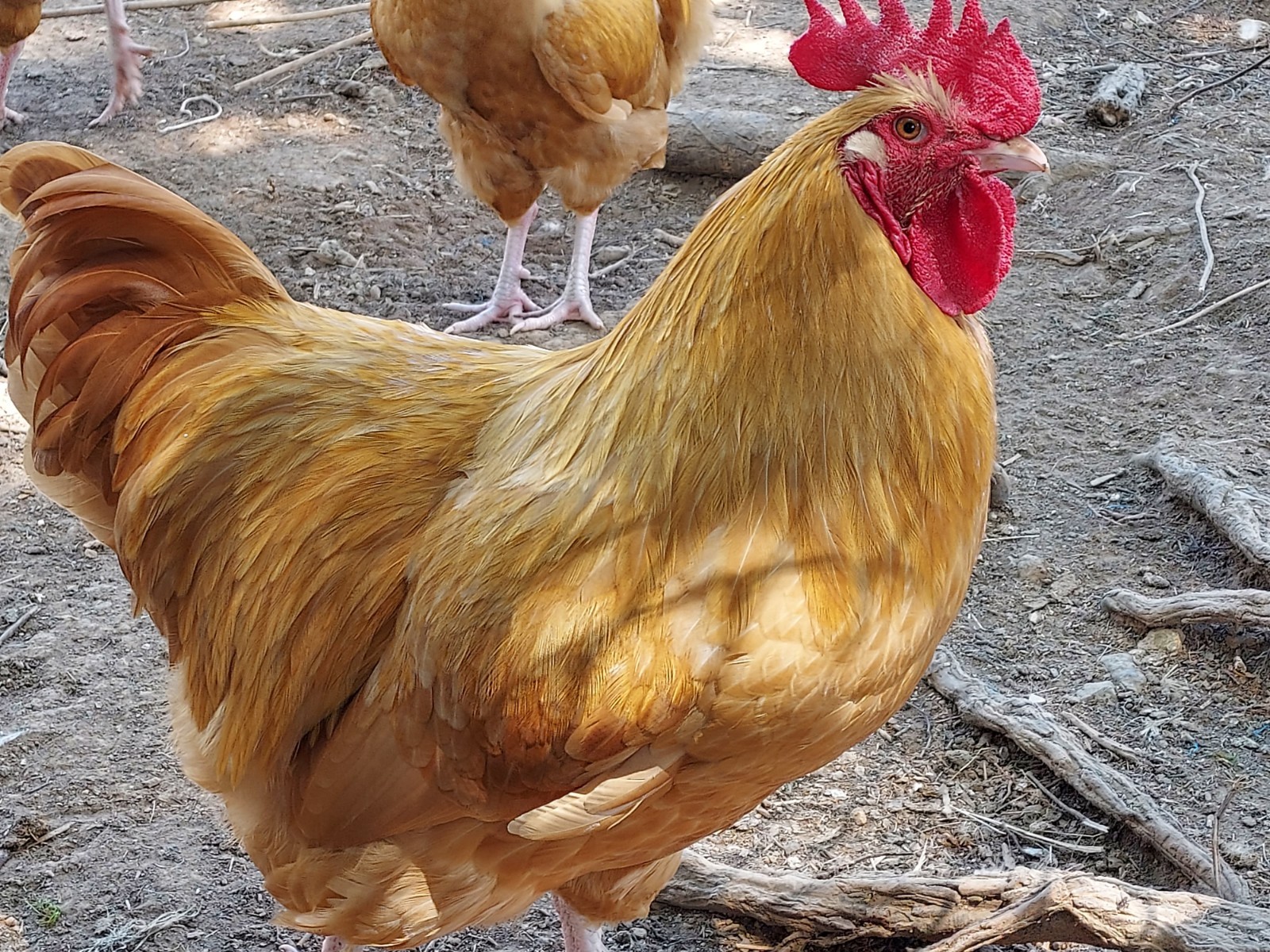 10 Purebred Buff Orpington Chicken Fertile Hatching Eggs
