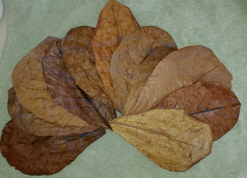 XL 7-12" Catappa, Kepapang, Indian Almond Leaves, Blackwater, Betta, Shrimp