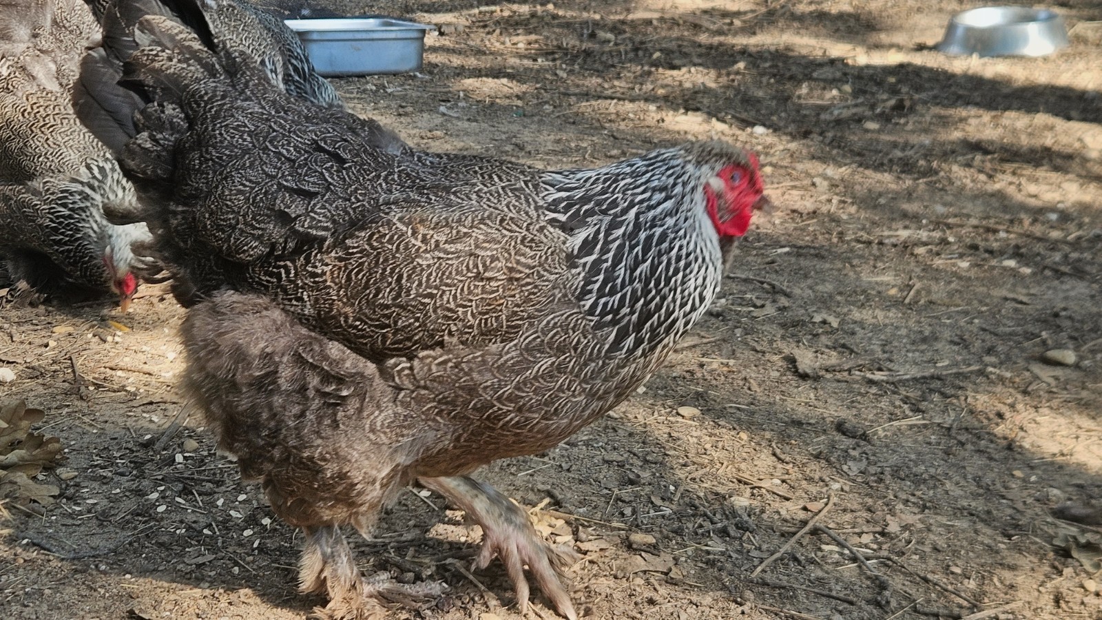 6+ DARK BRAHMA Fertile Hatching Eggs