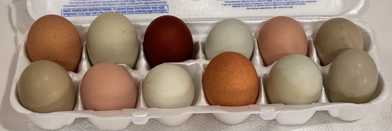 6 DARK Marans Chicken Hatching Eggs