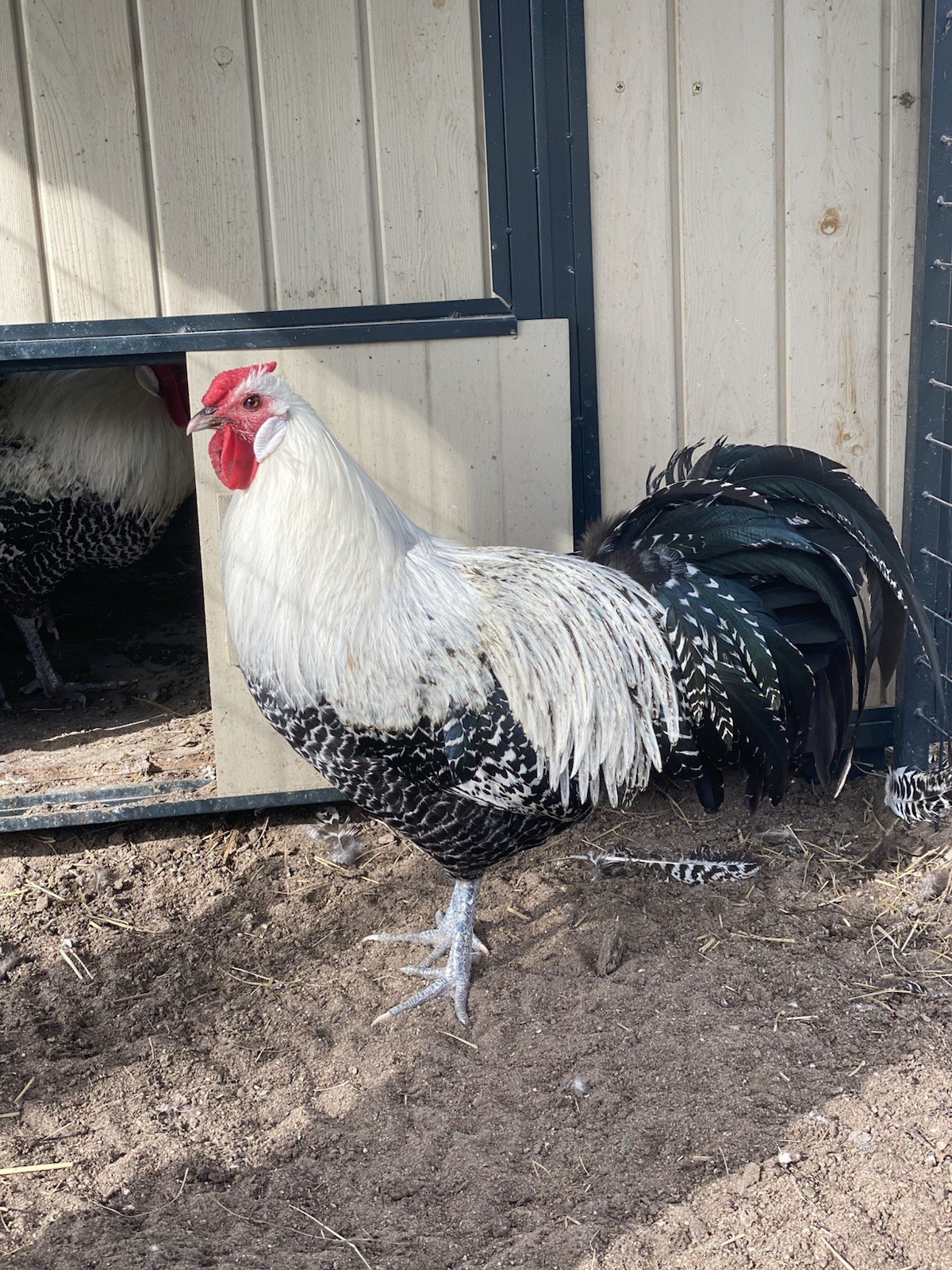 6+ SUPER RARE Silver Deathlayer Chicken fertile hatching eggs