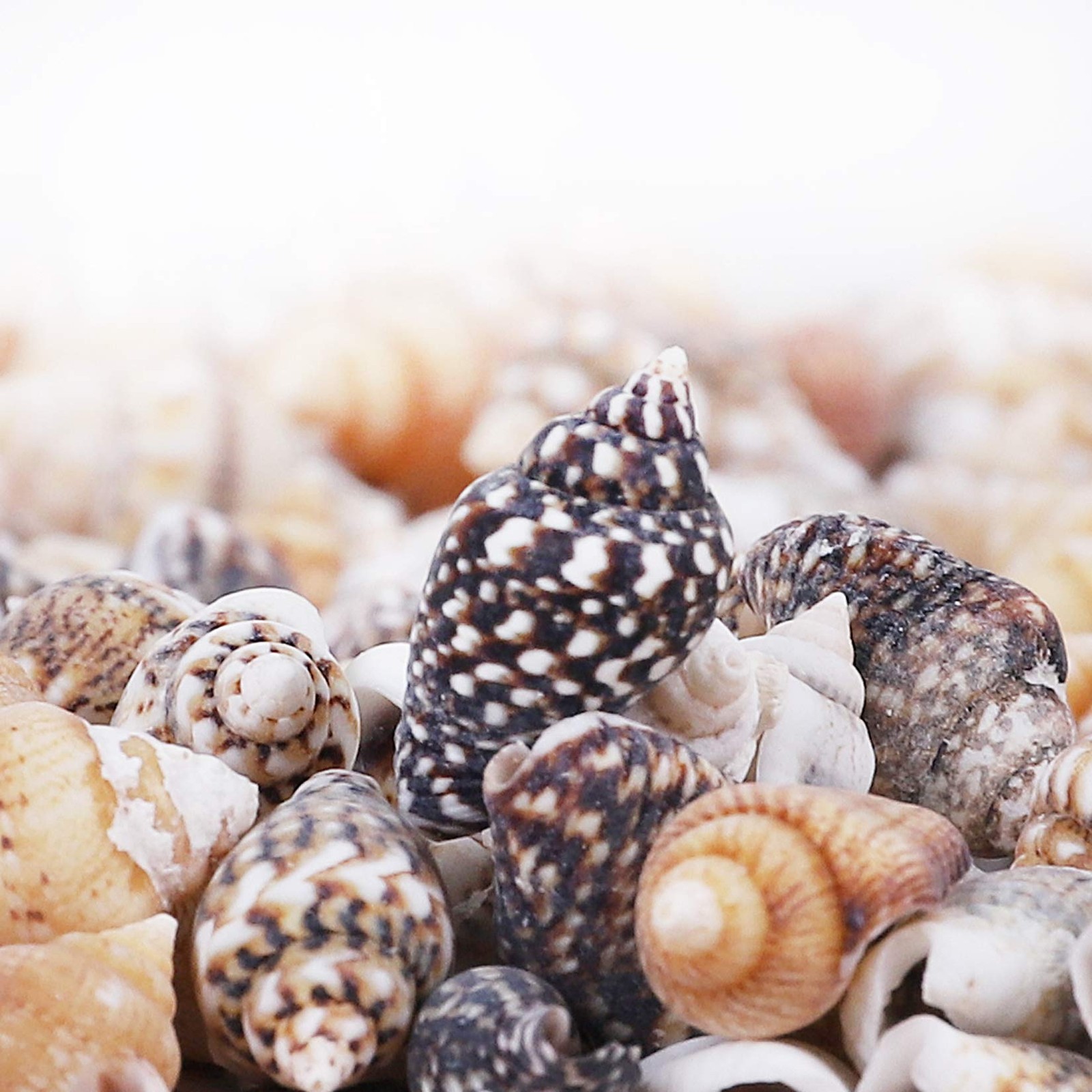 2000 PCS Tiny Mini Small Sea Shells for Crafting seashells, Tiny/2000pcs