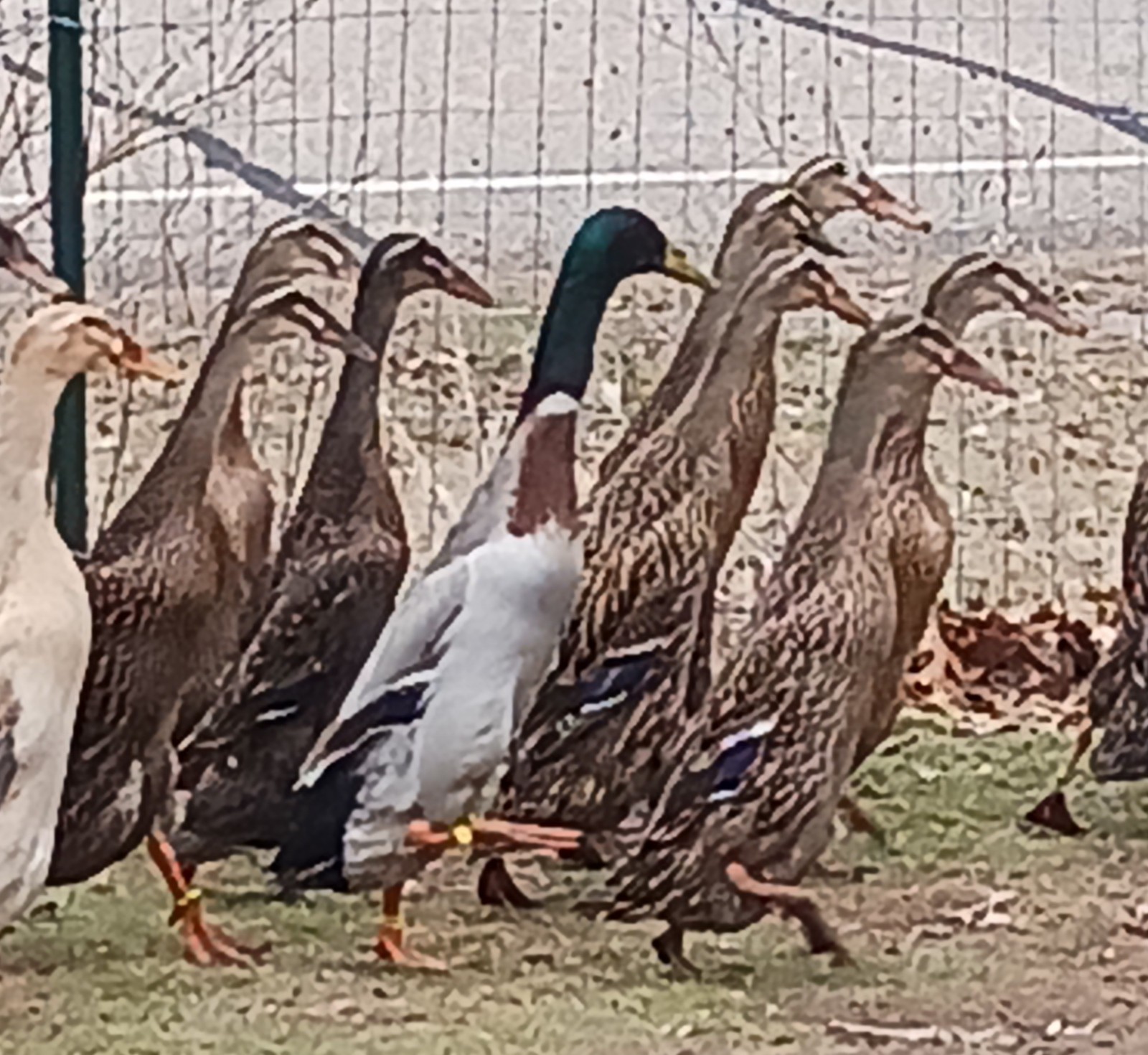 10+ Grey Runner Duck Hatching Eggs