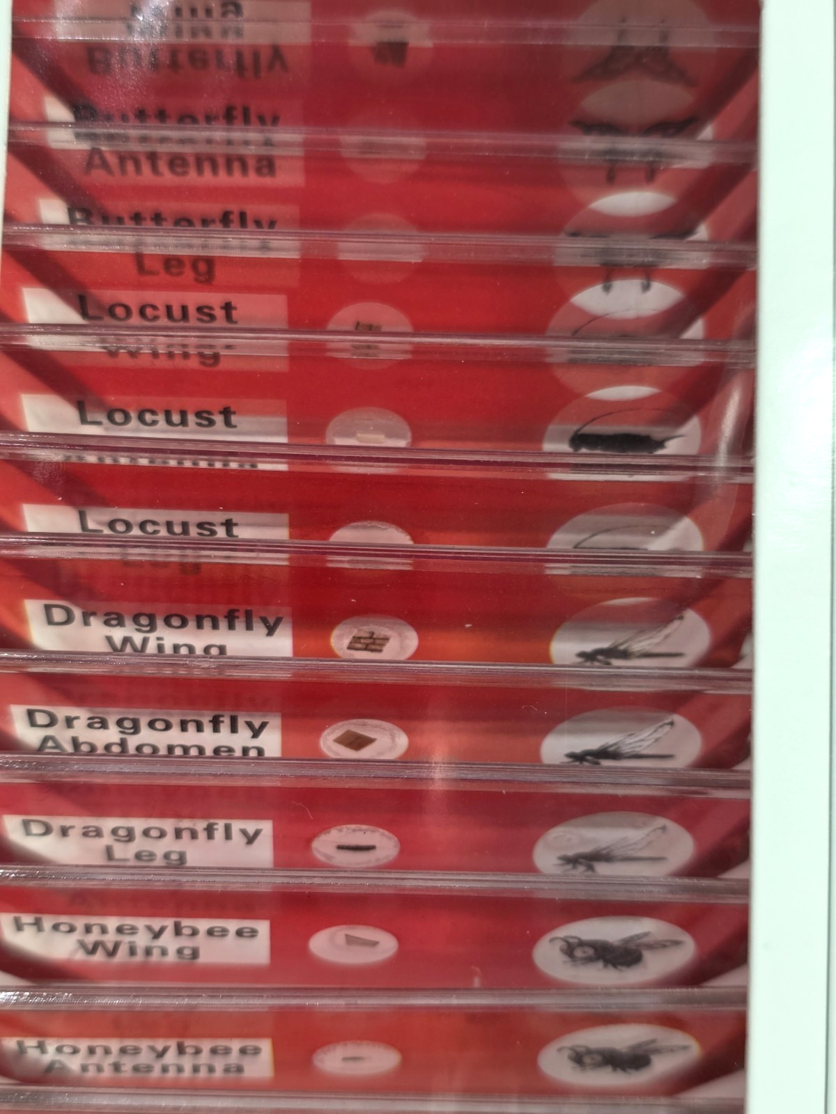 DIY SCIENCE 48 Prepared‎ Microscope Slides Educational Type - NIB