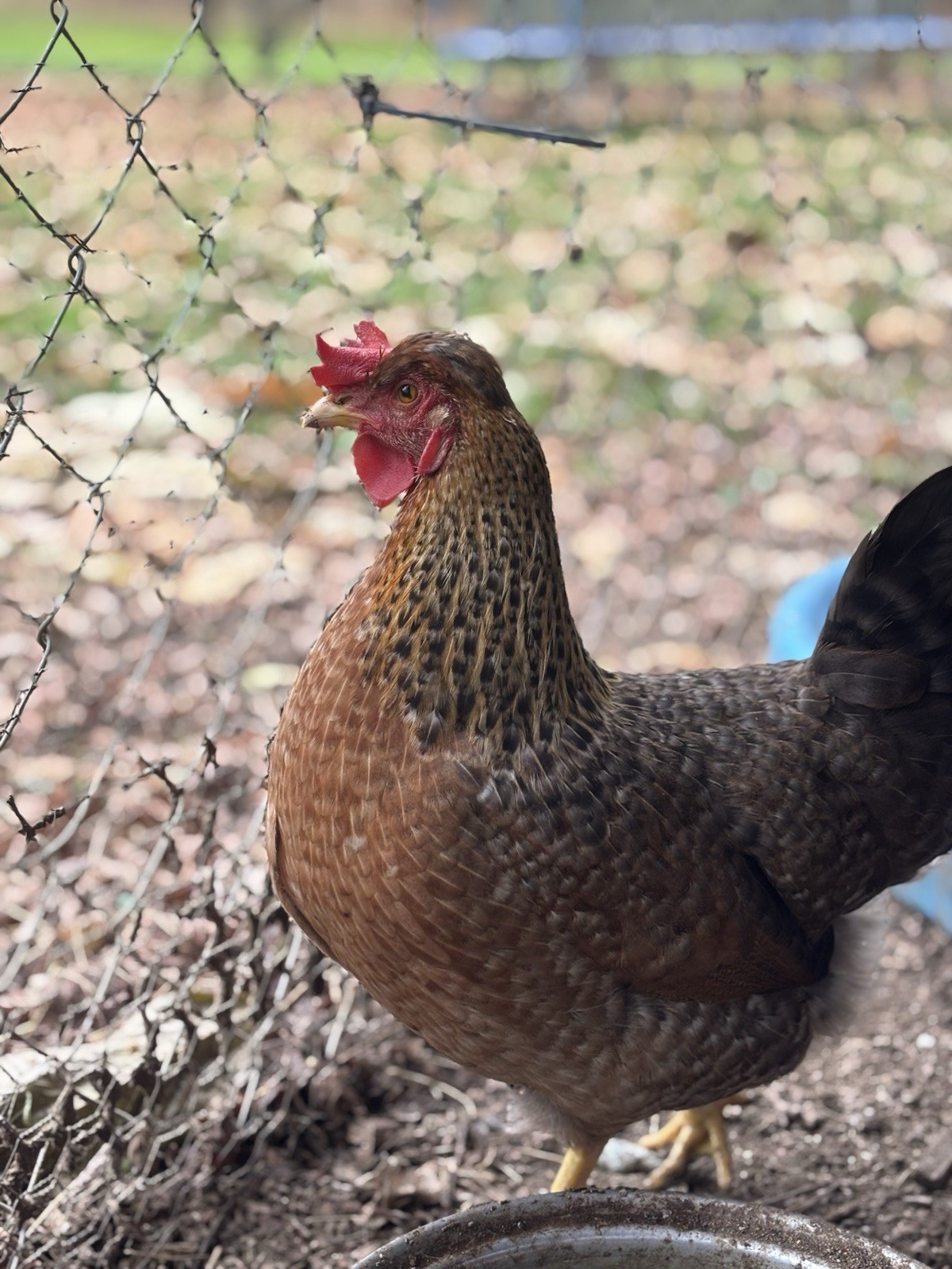 A++++ (10 ) Cream Legbar Fertilized Hatching Eggs!!