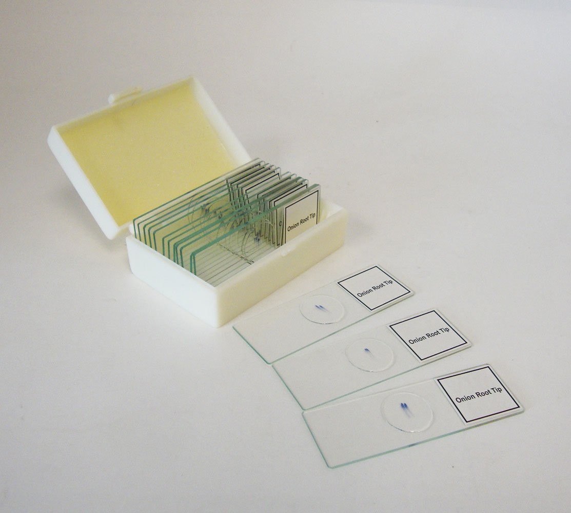 Prepared Slide, Plant Mitosis, Classpack of 15 Sides