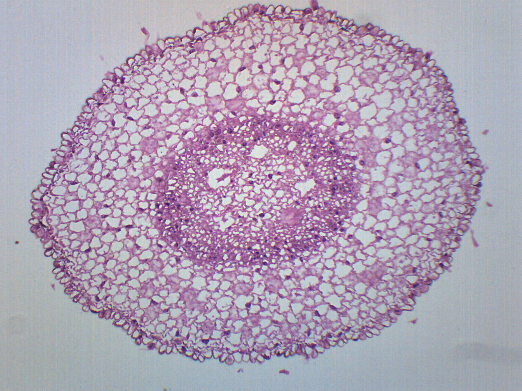 Zea Mays Root Tip - Prepared Microscope Slide - 75x25mm - Eisco Labs