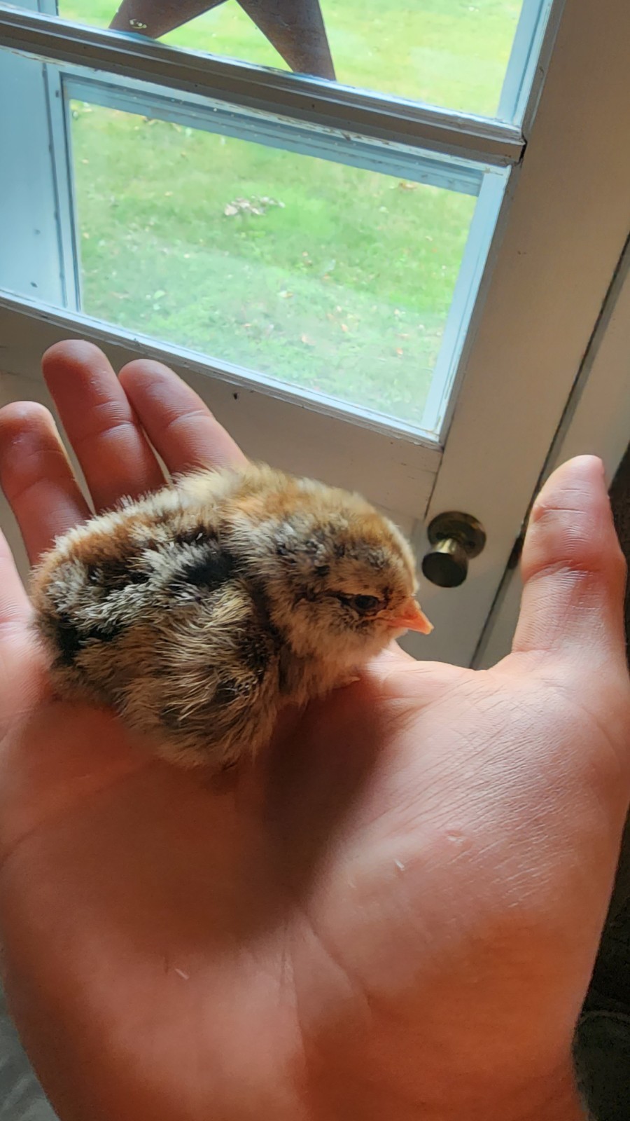 12+ Barnyard Mix Fresh Fertile Hatching Eggs FREE RANGE