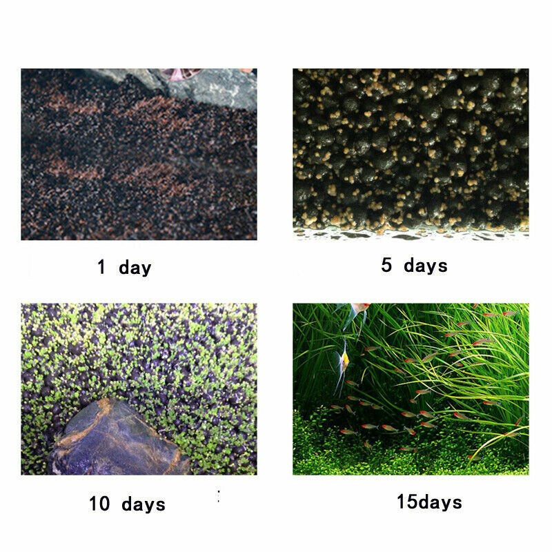 Aquarium Grass Seeds (Small Cow Hair Grass) Aquarium plant USA