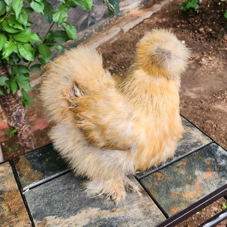 12  pcs Silkie Fertile Hatching Eggs Assorted Colors for Incubation .