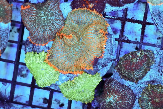 Rhodactis Mushroom Colony WYSIWYG - SAQ Coral Farm