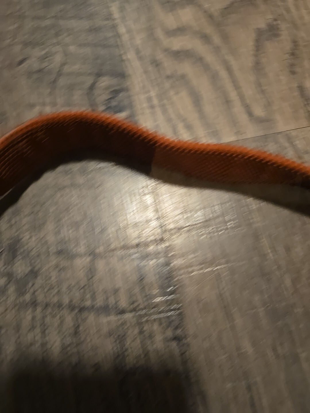 Riding Reins