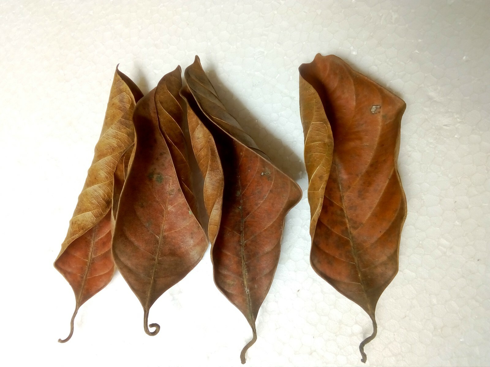 Organic Bio Film Shrimp Aquarium Natural Herbal Dried Jack Leaves Free Shipping