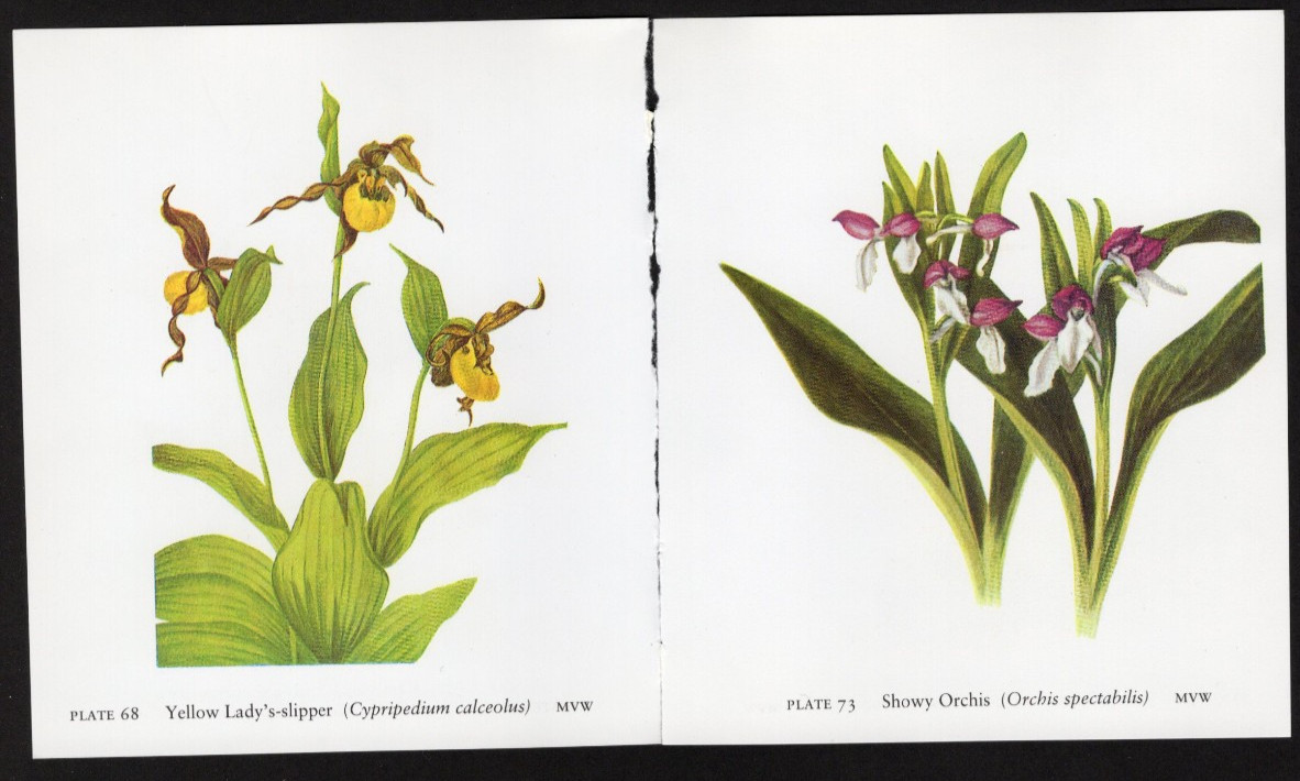 Tiny Junk Journal Florals The Clintonia - Queen's Cup etc, 2 Illustrations