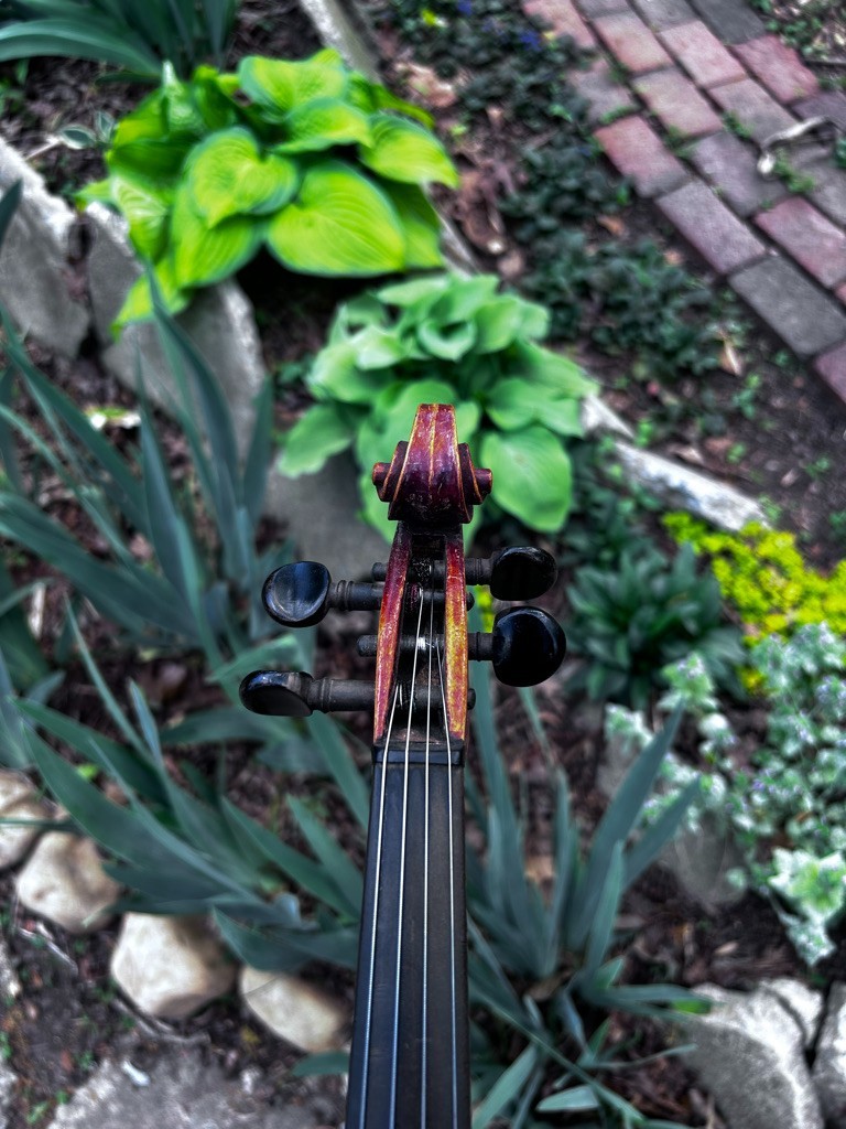violin