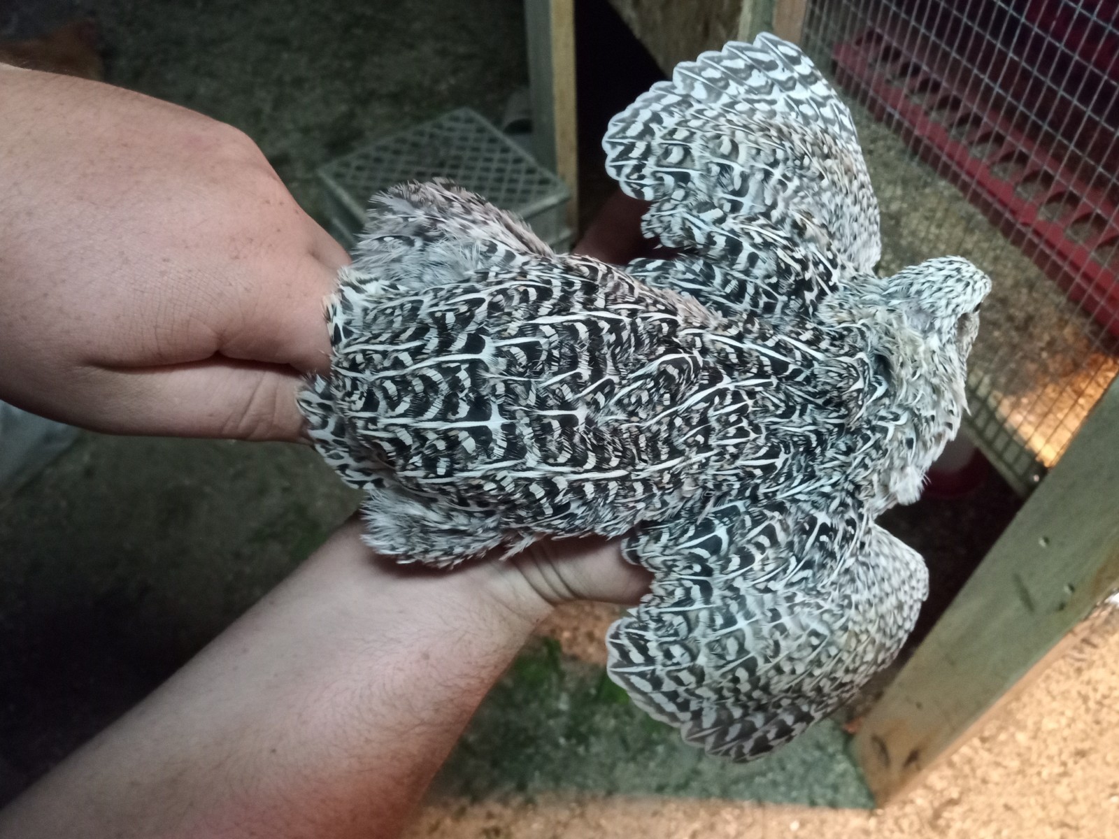 50+ Rare Conturnix Quail hatching Eggs Mixed Colors