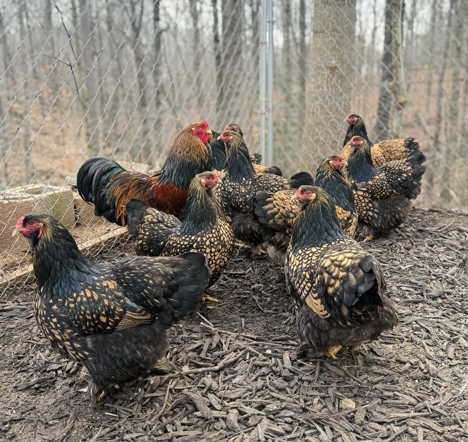12++ Assorted RARE Color Brahma Hatching Eggs