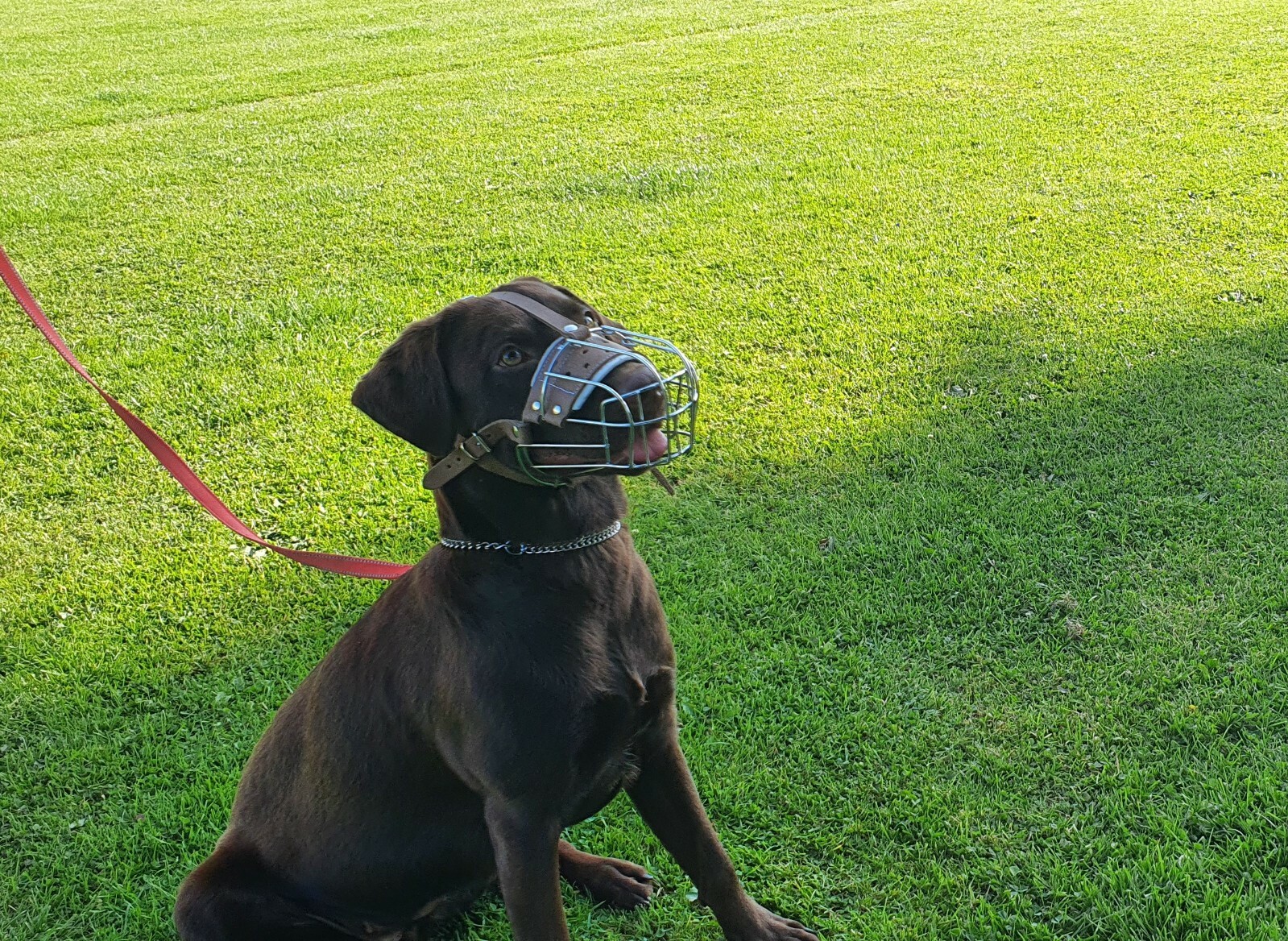 New Strong Metal Wire Basket Dog Muzzle for German Shepherd Labrador