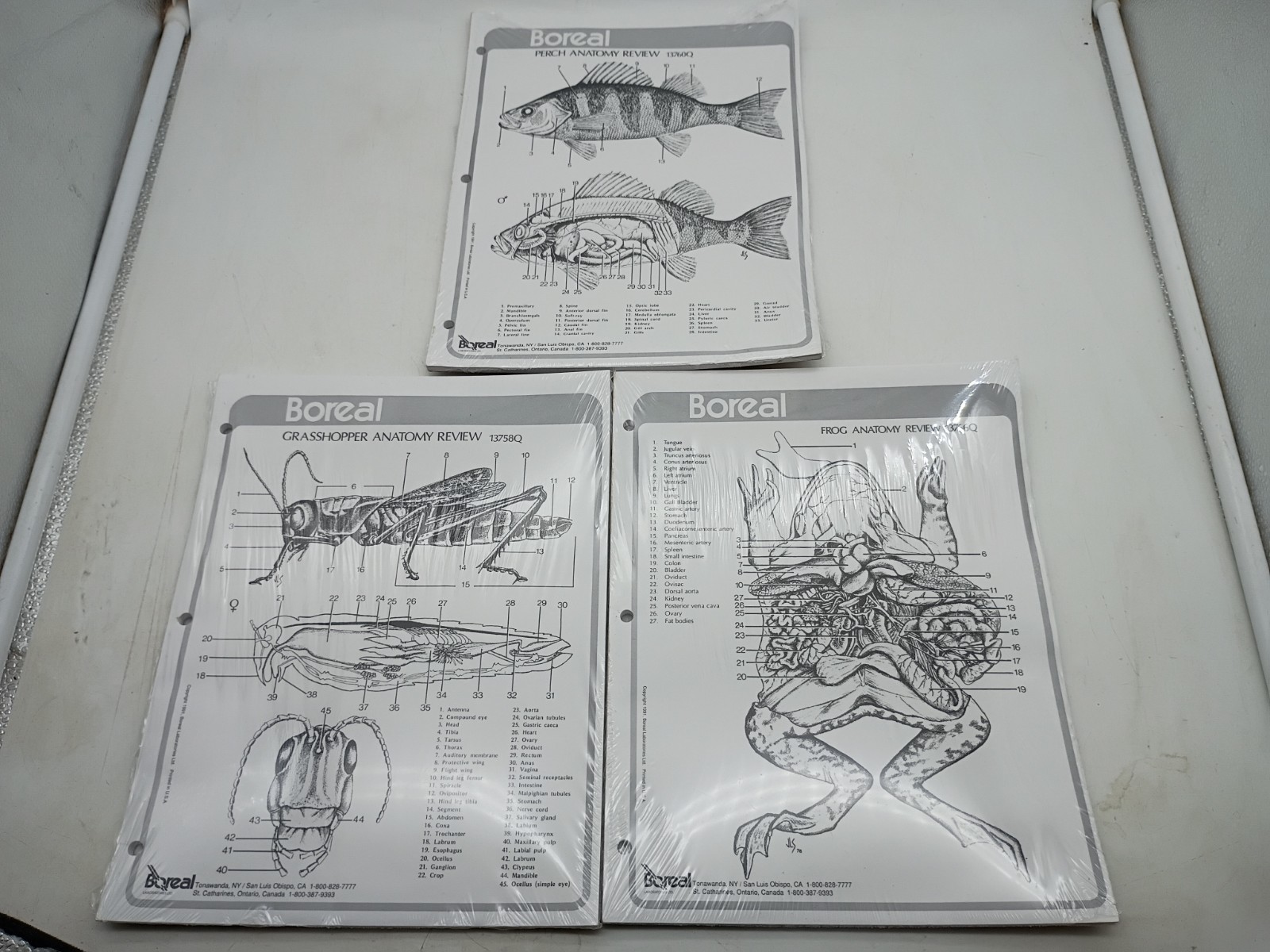 Carolina Biological Boreal Anotomy Review Sheets Frog Etc Science Experiment LOT
