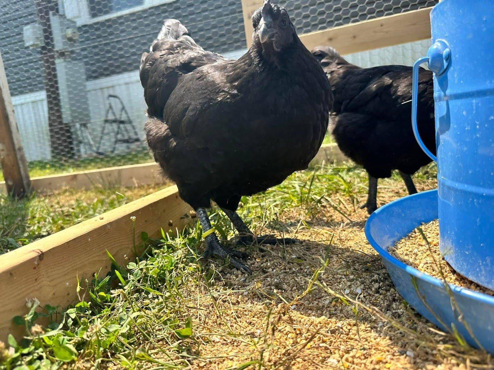Ayam Cemani Chicken Hatching Eggs 12 High Quality Eggs & Shipping